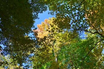tree in autumn