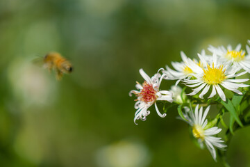 Fototapeta premium The blossoms of a Annual Fleabane (Erigeron annuus)
