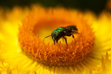 fly on flower