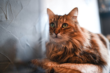 Close up portrait of a charming adorable funny home stripped fluffy cat with green eyes and blurry background