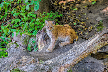 A baby lynx in the outdoors. © Igor Groshev