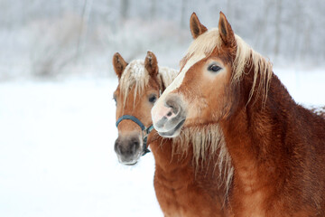 portrait of a horse in winter - obrazy, fototapety, plakaty