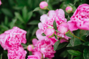 Pink peonies in the garden. Blooming pink peony. Closeup of beautiful pink Peonie flower.