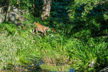 Naklejka na ściany i meble Eurasian lynx in the outdoors.