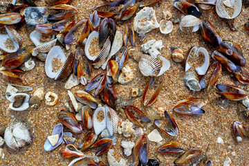 Seashells on the sand