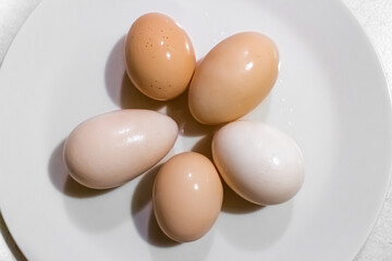 Eggs in different sizes and shapes - 299993021
