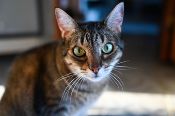 Close up portrait of a charming adorable funny home stripped cat with green eyes and blurry background