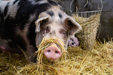 Schwein an einer Strohraufe in einen Stall mit Stroheinstreu