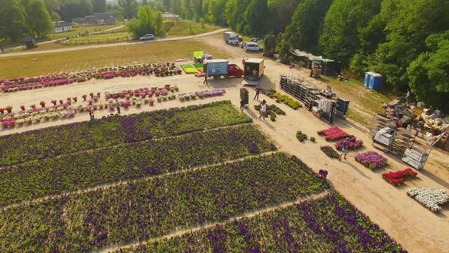 aerial view of floral exhibition and field of marigold, aerial view of  flowers in plant nursery, top view of  field of flowers