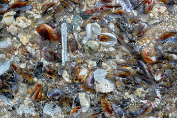Seashells in the water