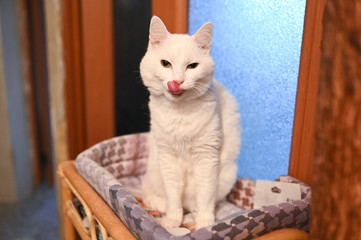 Fototapeta na wymiar Close up portrait of a charming adorable funny home white cat with blurry background