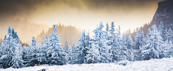 Fototapeta premium winter landscape with snowy fir trees in the mountains
