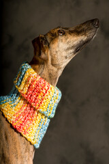Portrait of a brindle colored greyhound dog with the colorful scarf