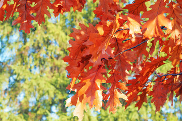 bright autumn foliage on a background of green trees.