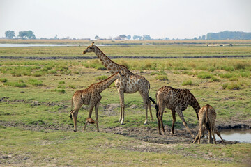 Naklejka na ściany i meble Giraffes at the waterhole in Botswana