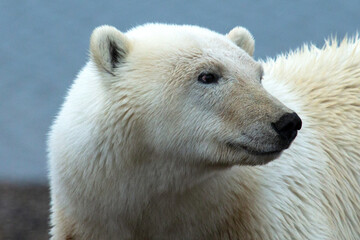 Fototapeta na wymiar Polar Bear Side Smile