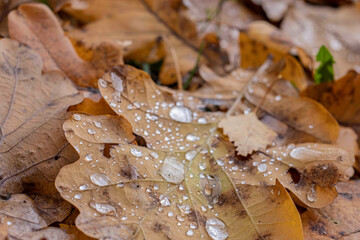 leaves of oak with water drops in the rainy autumn day