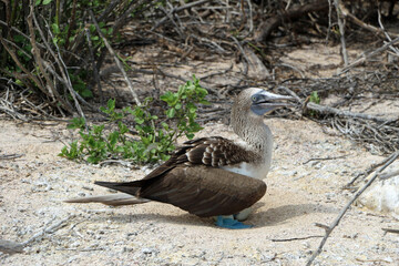 a blue-footed booby breeds eggs out on the galapagos islands