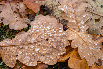 leaves of oak with water drops in the rainy autumn day