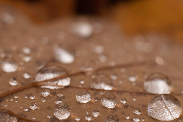 leaves of oak with water drops in the rainy autumn day