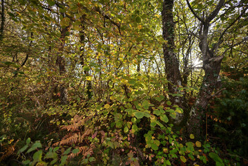 Forest in autumn on the route back to LLanada Alavesa (Basque Country), Spain on a holiday in the autumn season.