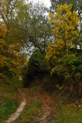 Naklejka premium Forest in autumn on the route back to LLanada Alavesa (Basque Country), Spain on a holiday in the autumn season.