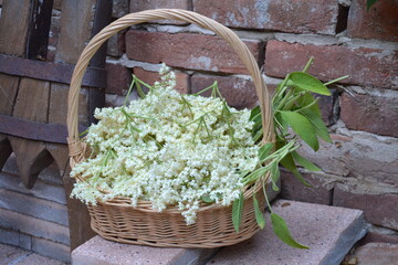 Basket full of elder flower