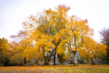 Herbstzeit - Gruppe von Bäumen im schönen Herbstkleid