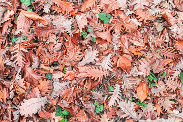 Tree Leaves (Dry Leaves, Green Leaves, Spilled Leaves)