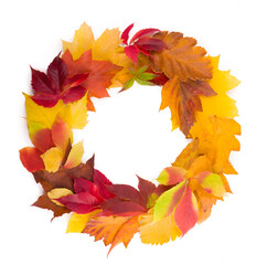 Autumn wreath from dry colored leaves and rowan berries isolated on white background. Flat lay.