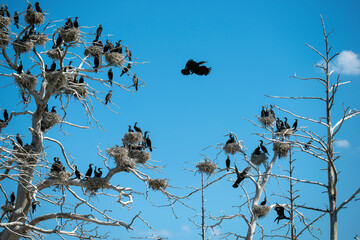 bird flying cormorant bird, skarvcormorant bird stockholm, sweden