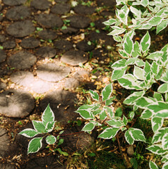 Green leaves with yellow edge, ficus, background nature