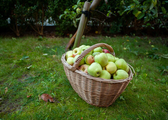 Bio Äpfel im Korb im Garten - 299997802