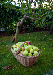 Bio Äpfel im Korb im Garten - 299997804