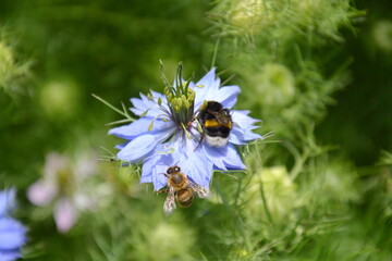 Close-up of a nigella sativa, light blue flower with a honeybee and a bumblebee