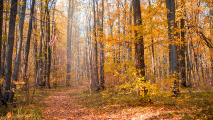 Collection of Beautiful Colorful Autumn Leaves - green, yellow, orange, red