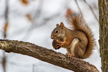 Naklejka na ściany i meble Red squirrel eating walnut