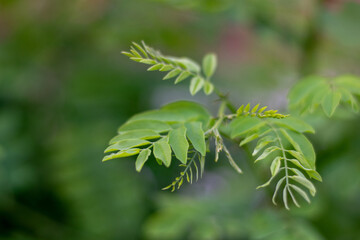 Bright green leaves close-up 2