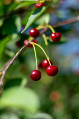 Bright juicy cherries closeup 2