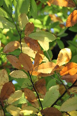 autumn leaves on tree