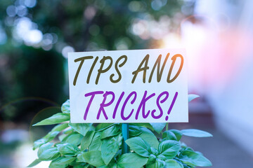Handwriting text writing Tips And Tricks. Conceptual photo means piece advice maybe suggestion how improve Plain empty paper attached to a stick and placed in the green leafy plants