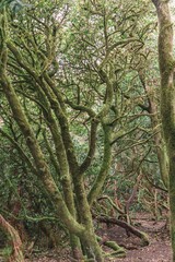 Canary Islands Laurel Foliage Forest