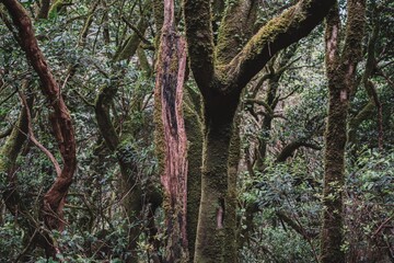 Canary Islands Laurel Foliage Forest