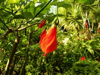 ウナヅキヒメフヨウ