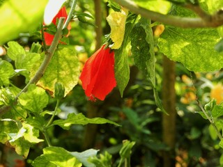 ウナヅキヒメフヨウ