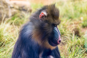 Mandrill in the zoo on a summer day. Colorful profile of a mandrill monkey. 
