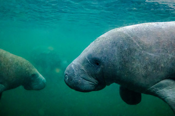 Curious West Indian Manatee enjoying the warm spring water during a cold snap in Crystal River, Florida (USA).