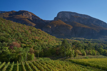Naklejka premium Autumn grape rows of yellow in the Alps in the background blue sky