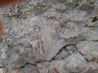 Coral fossils,troglodyte,petrifaction