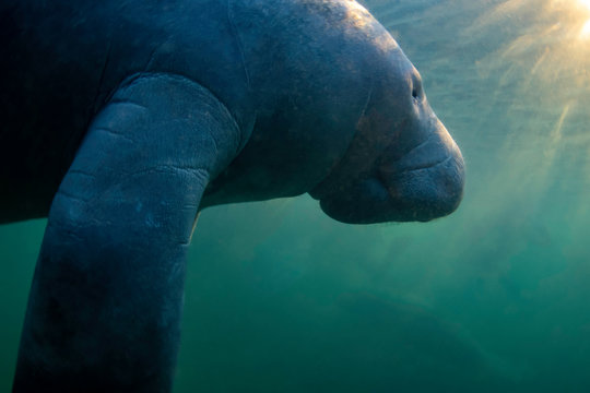 Curious West Indian Manatee Enjoying The Warm Spring Water During A Cold Snap In Crystal River, Florida (USA).